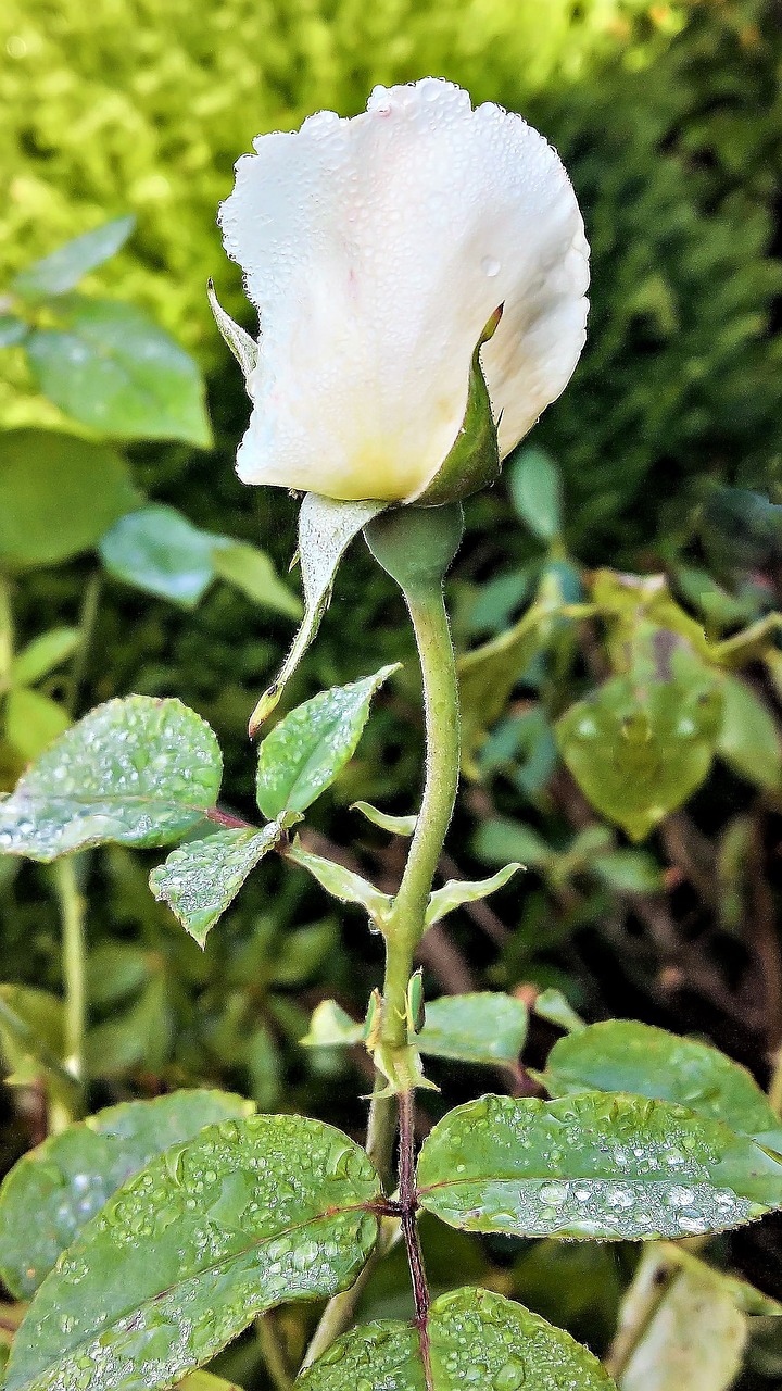 Image - rose floribunda single bloom white