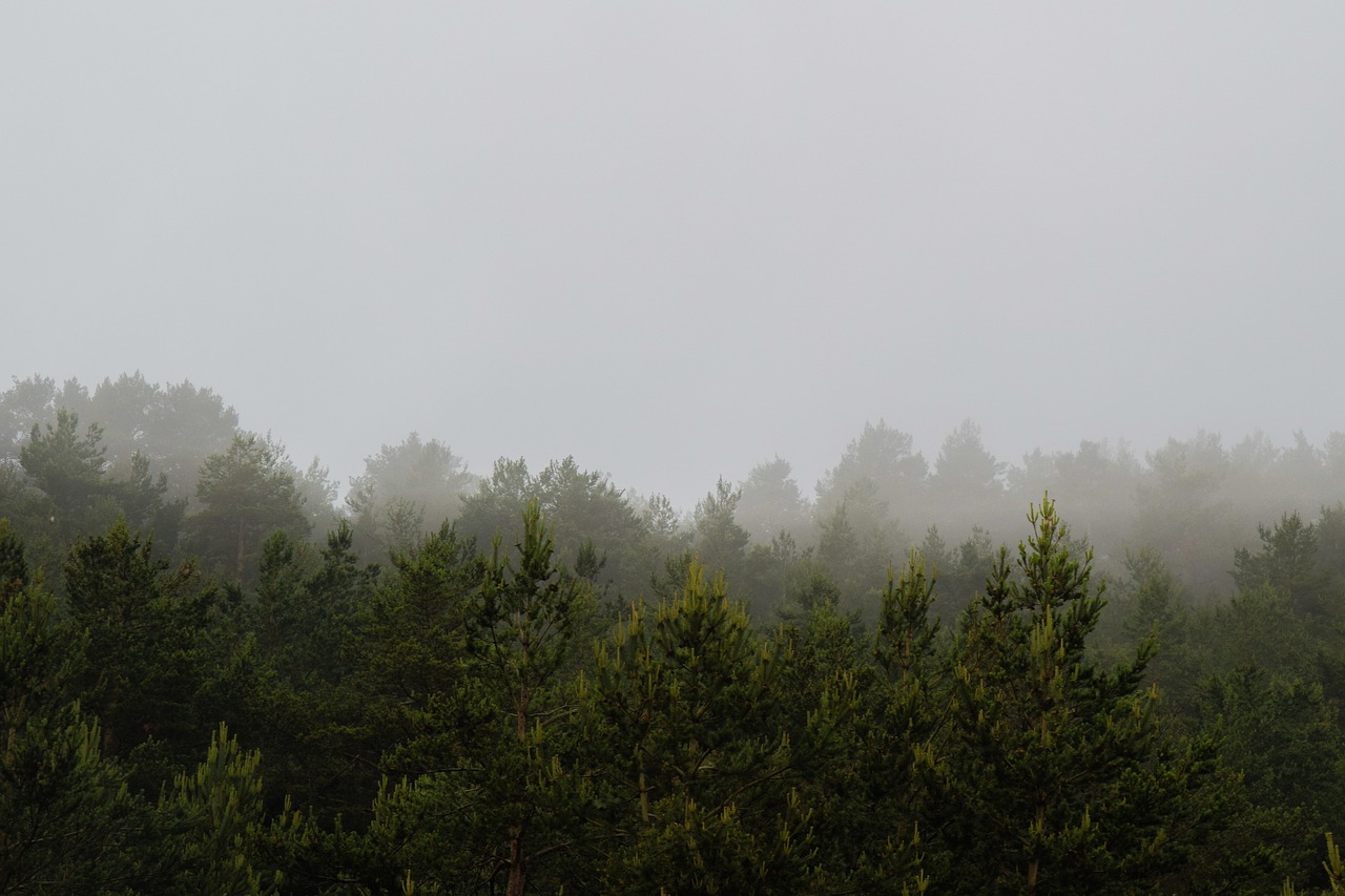 Image - mountain fog pine vistabella