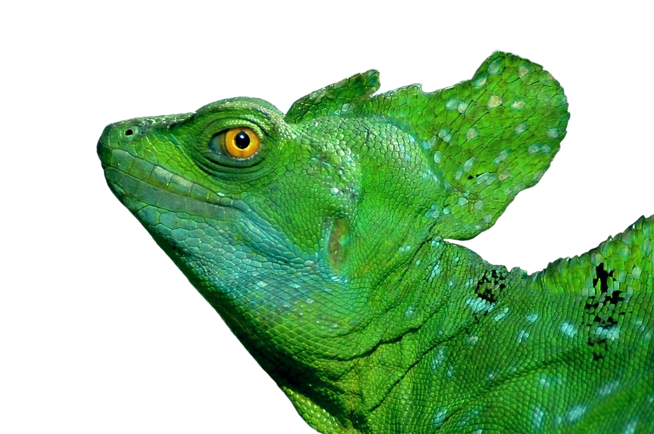 Image - iguana lizard reptile exotic scale