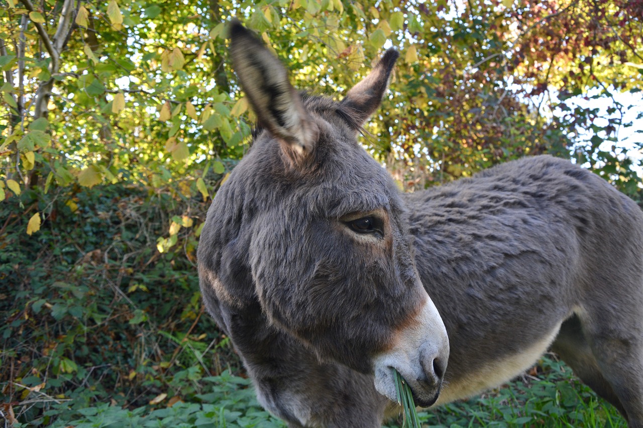 Image - donkey equine domestic animal