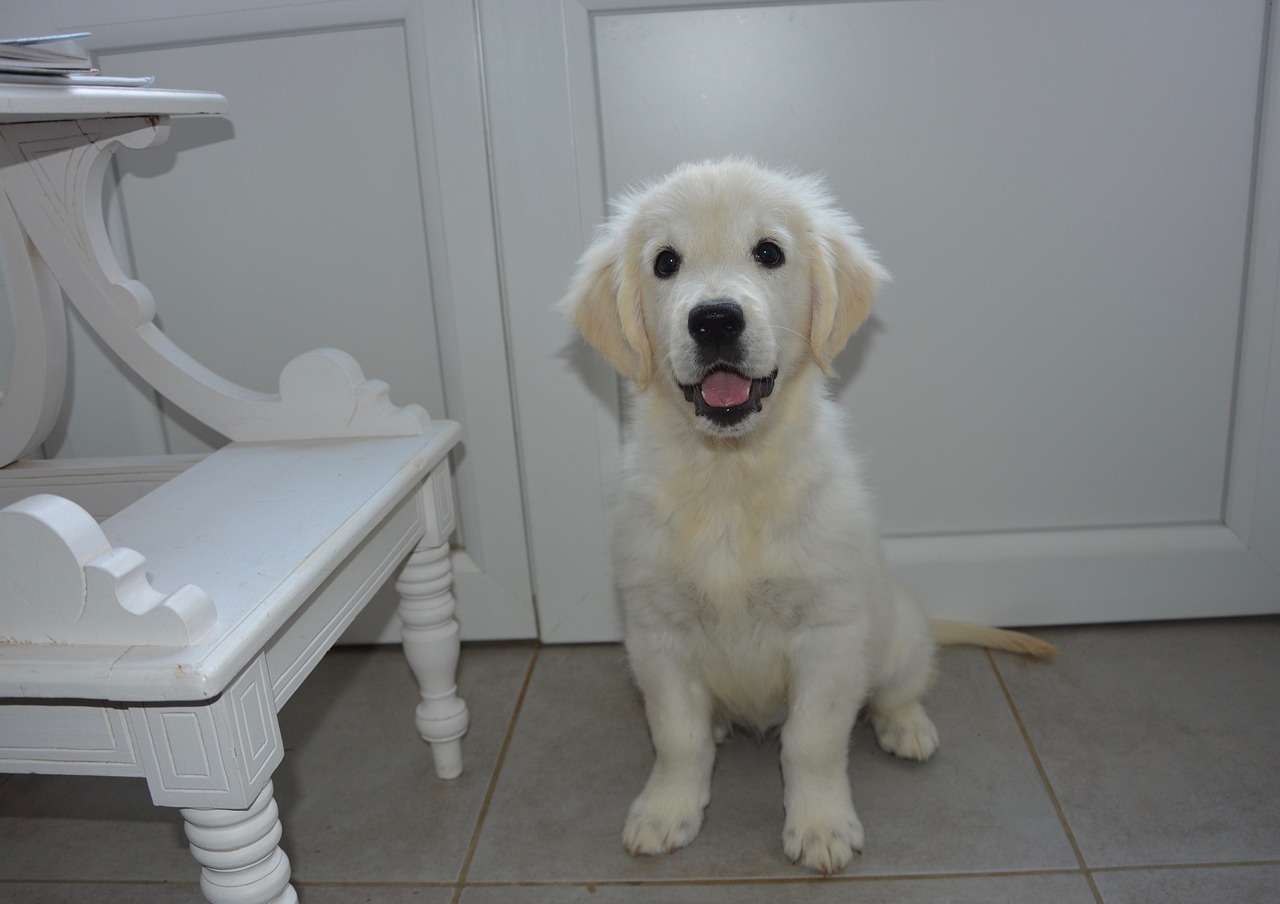 Image - puppy dog golden retriever female