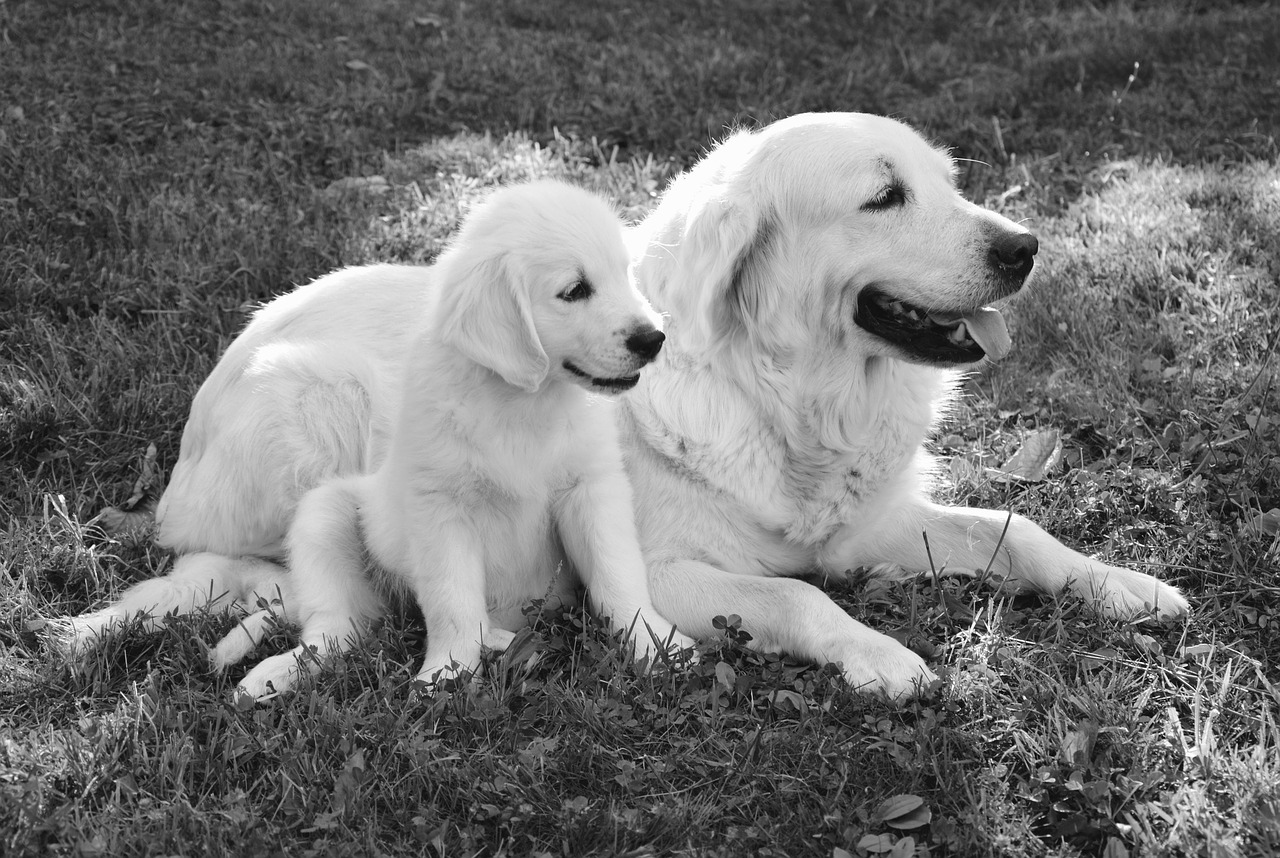 Image - dog dogs golden retriever
