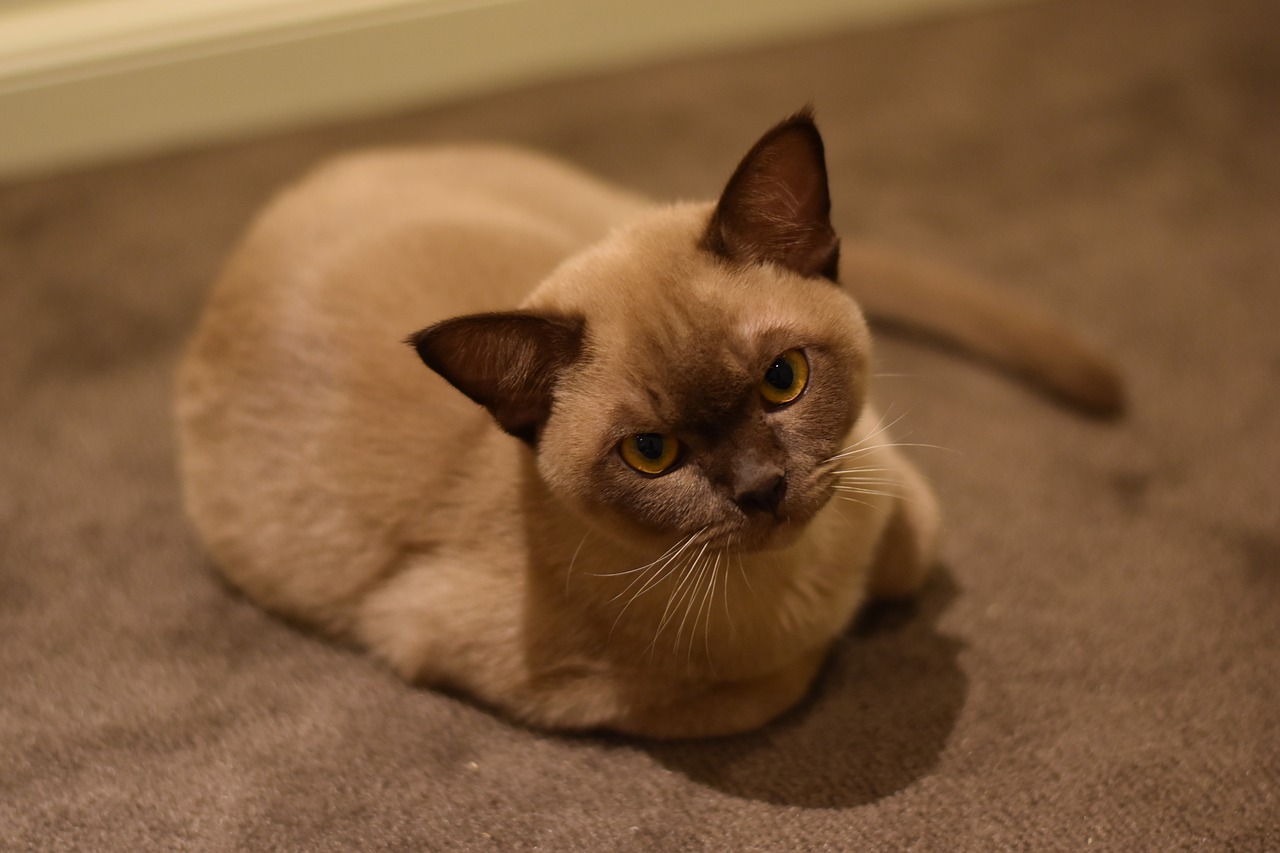 Image - burmese cat chocolate