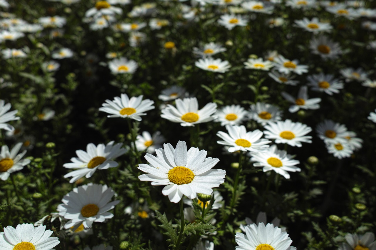 Image - flower daisy garden plant nature