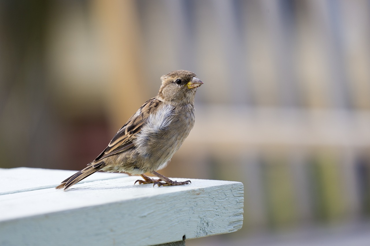 Image - house sparrow female bird nature