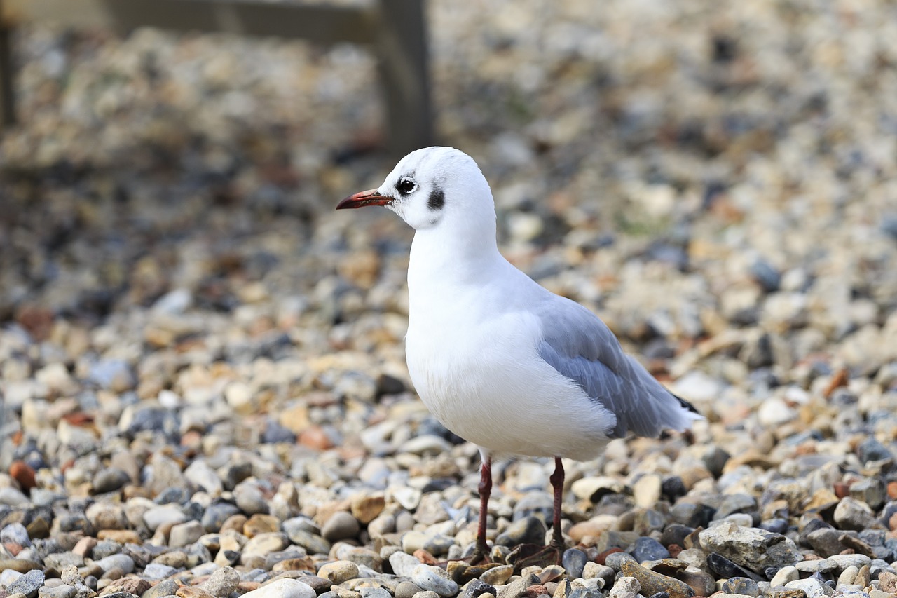 Image - mediterranean gull sea bird white