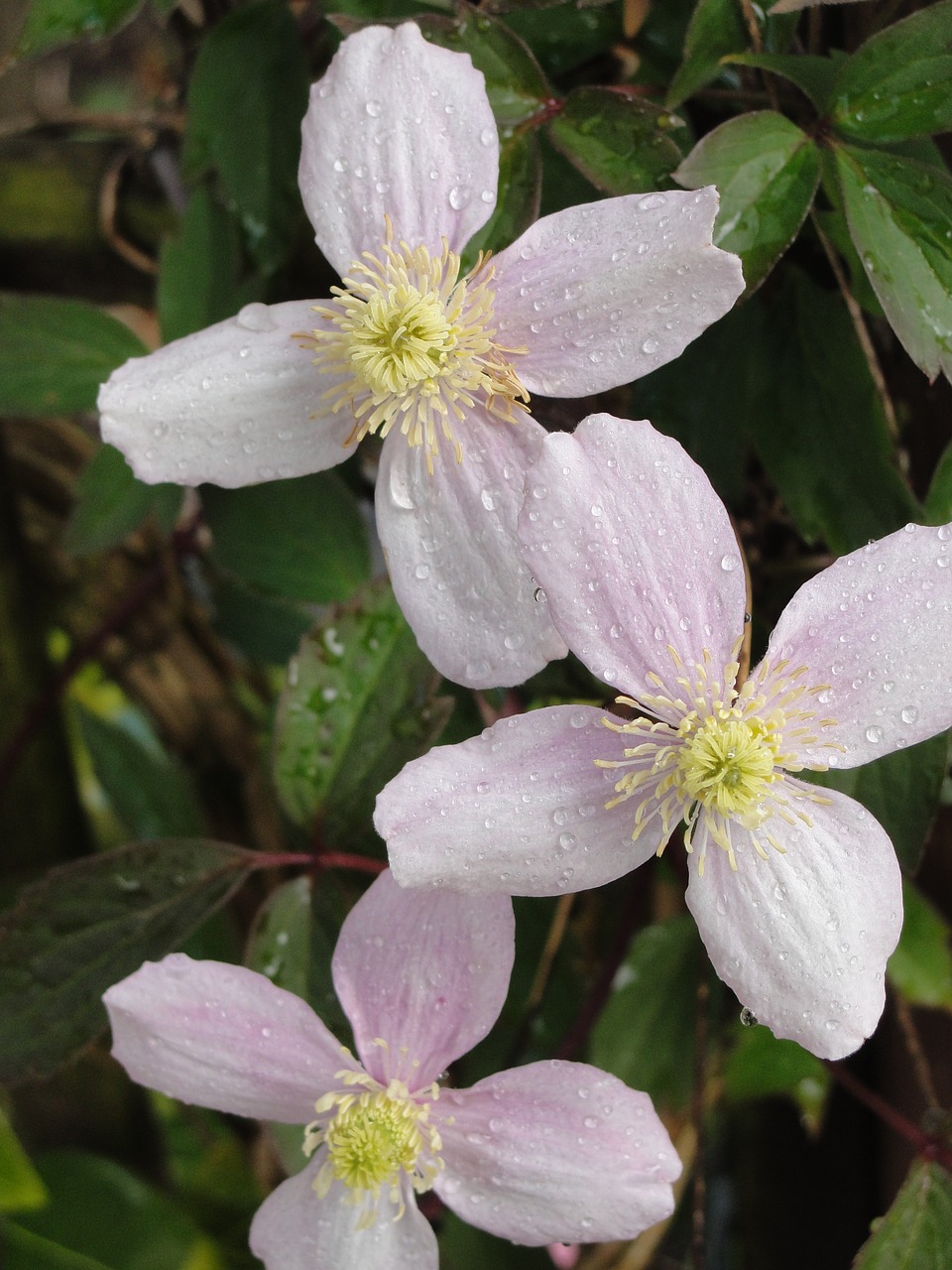 Image - flower montana clematis pink