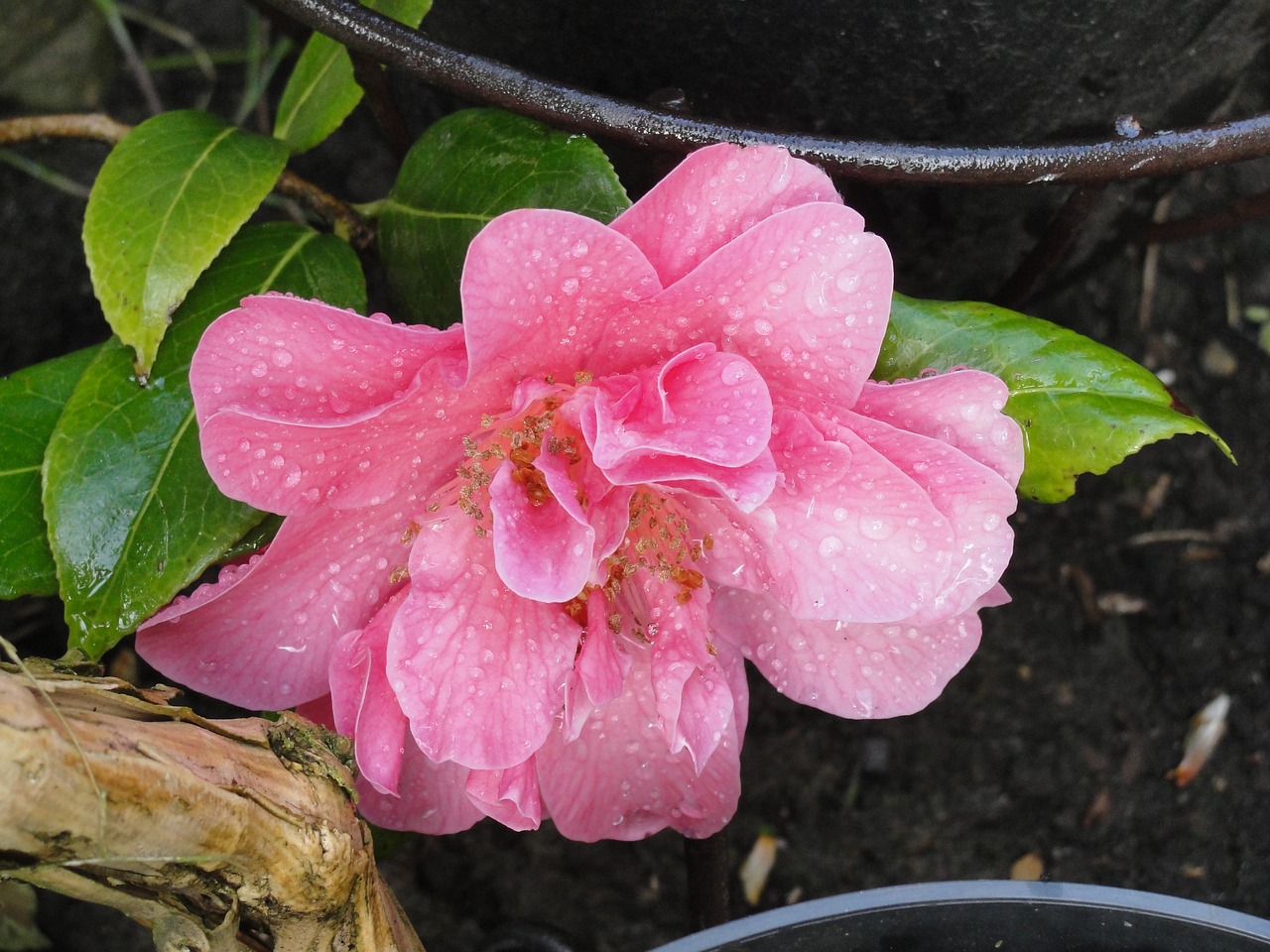Image - camellia pink flower petal