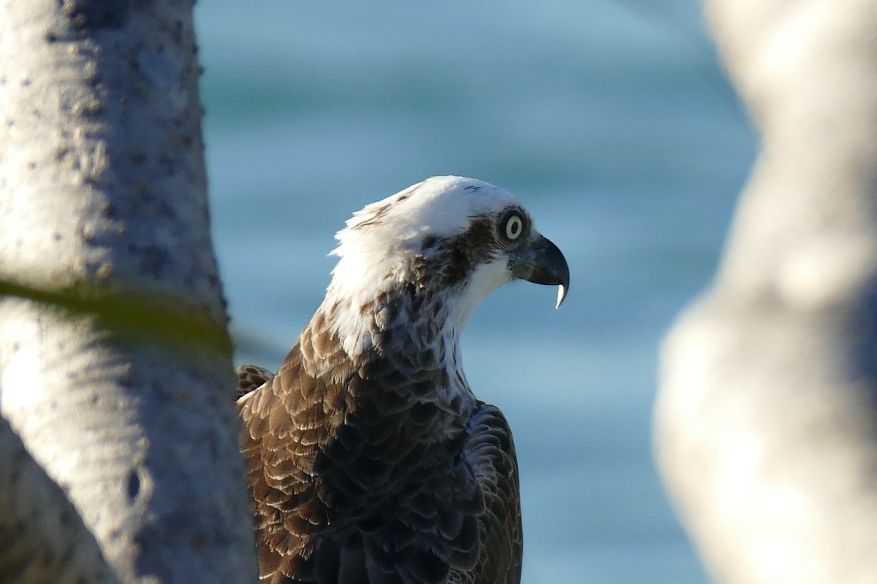 Image - birds osprey eagle coolum