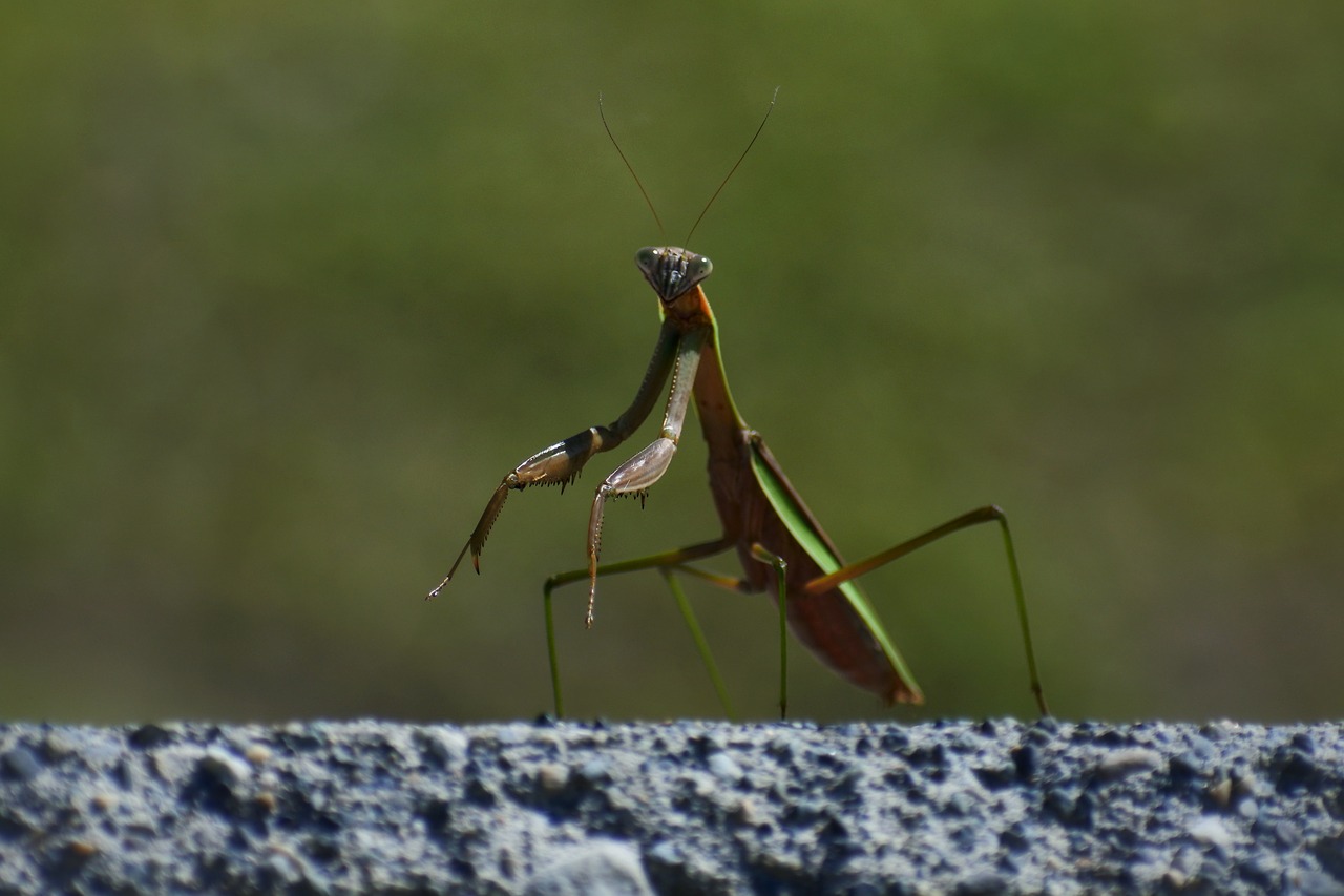 Image - natural landscape insect mantis 蟷螂