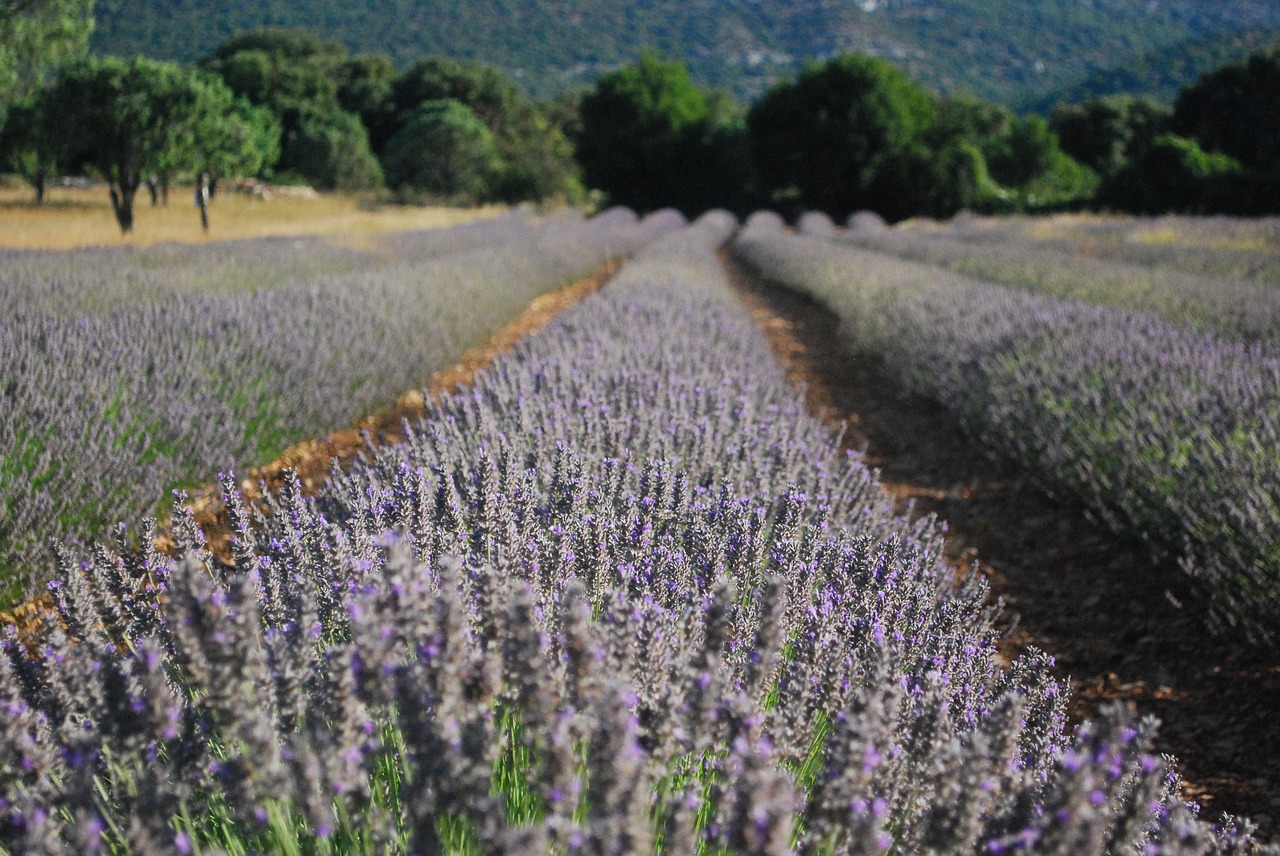 Image - lavender flower perfume violet