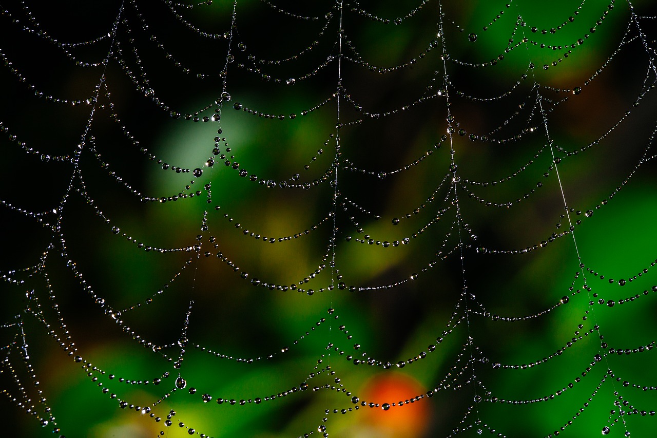 Image - spider web bokeh dew web nature