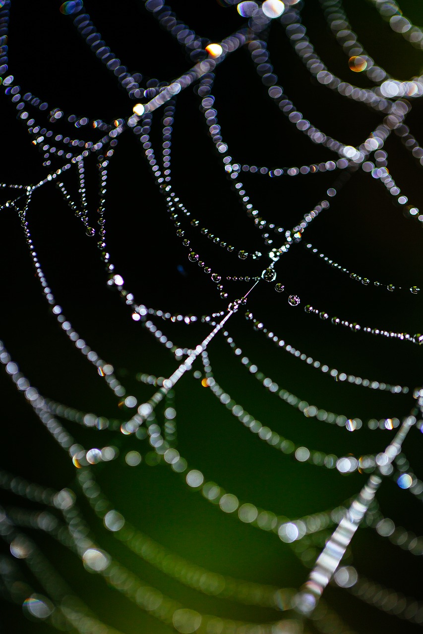 Image - spider web bokeh dew web nature