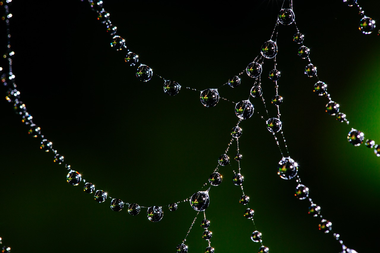 Image - spider web bokeh dew web nature