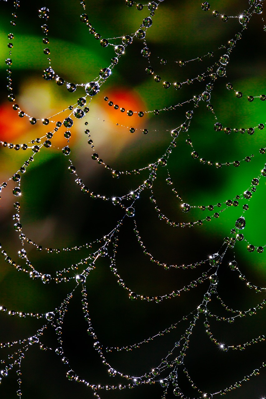 Image - spider web bokeh dew web nature