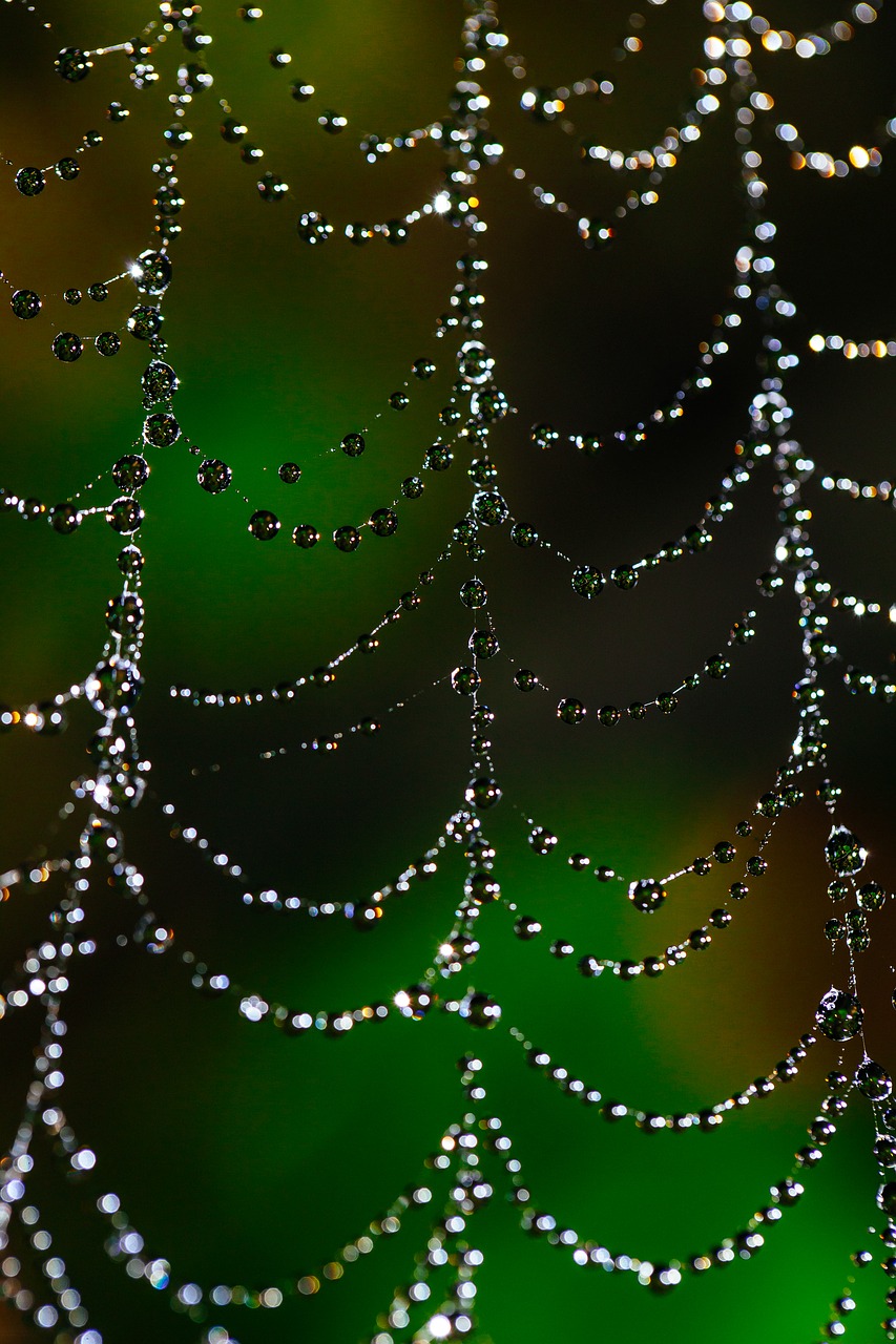 Image - spider web bokeh dew web nature