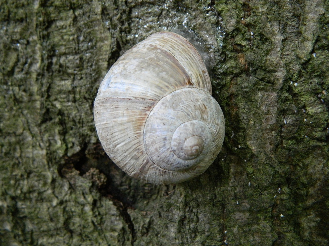 Image - snail tree bark insects wood