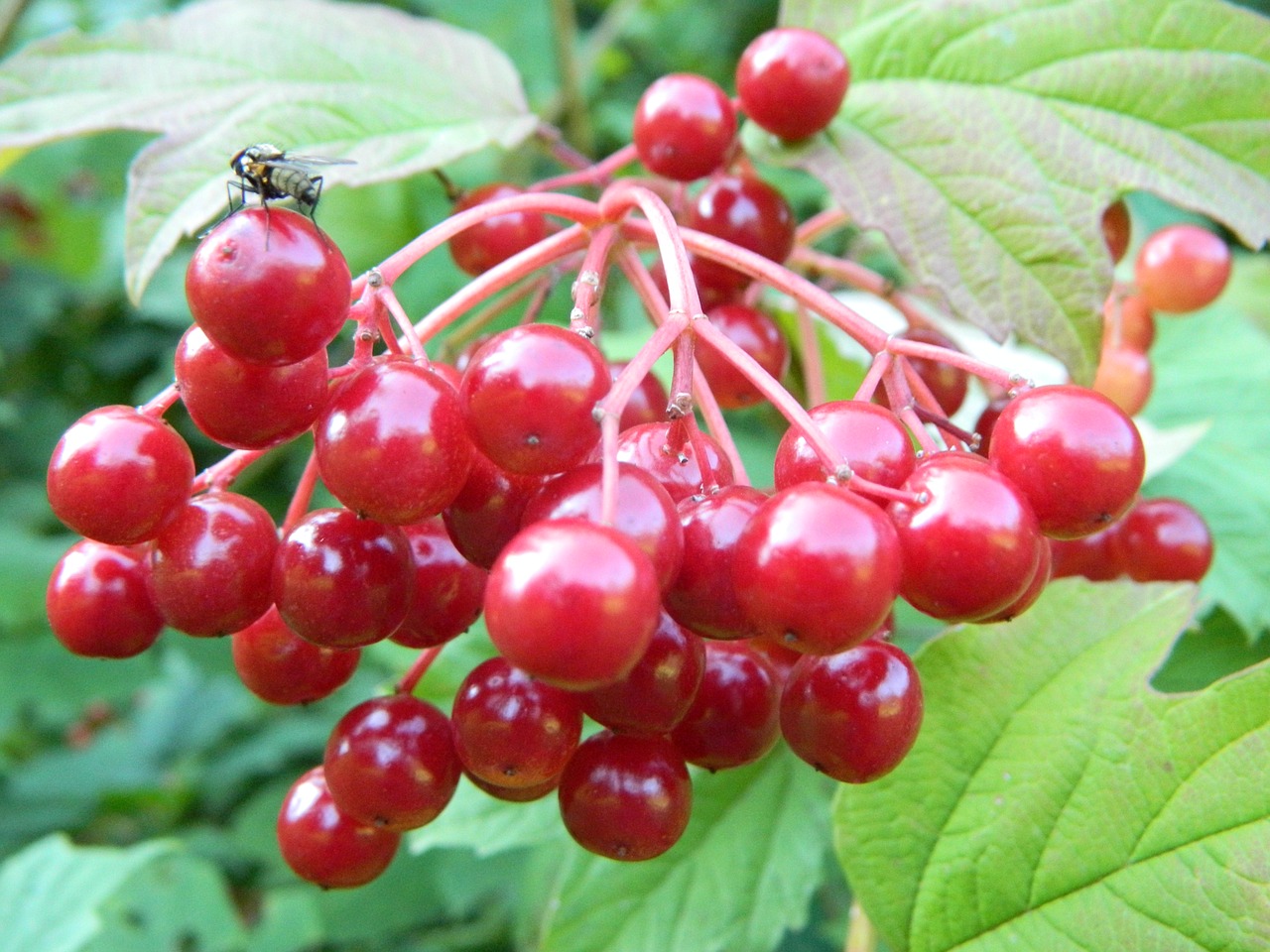 Image - forest fruit plant nature green