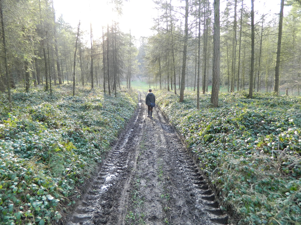 Image - forest nature fall landscape man