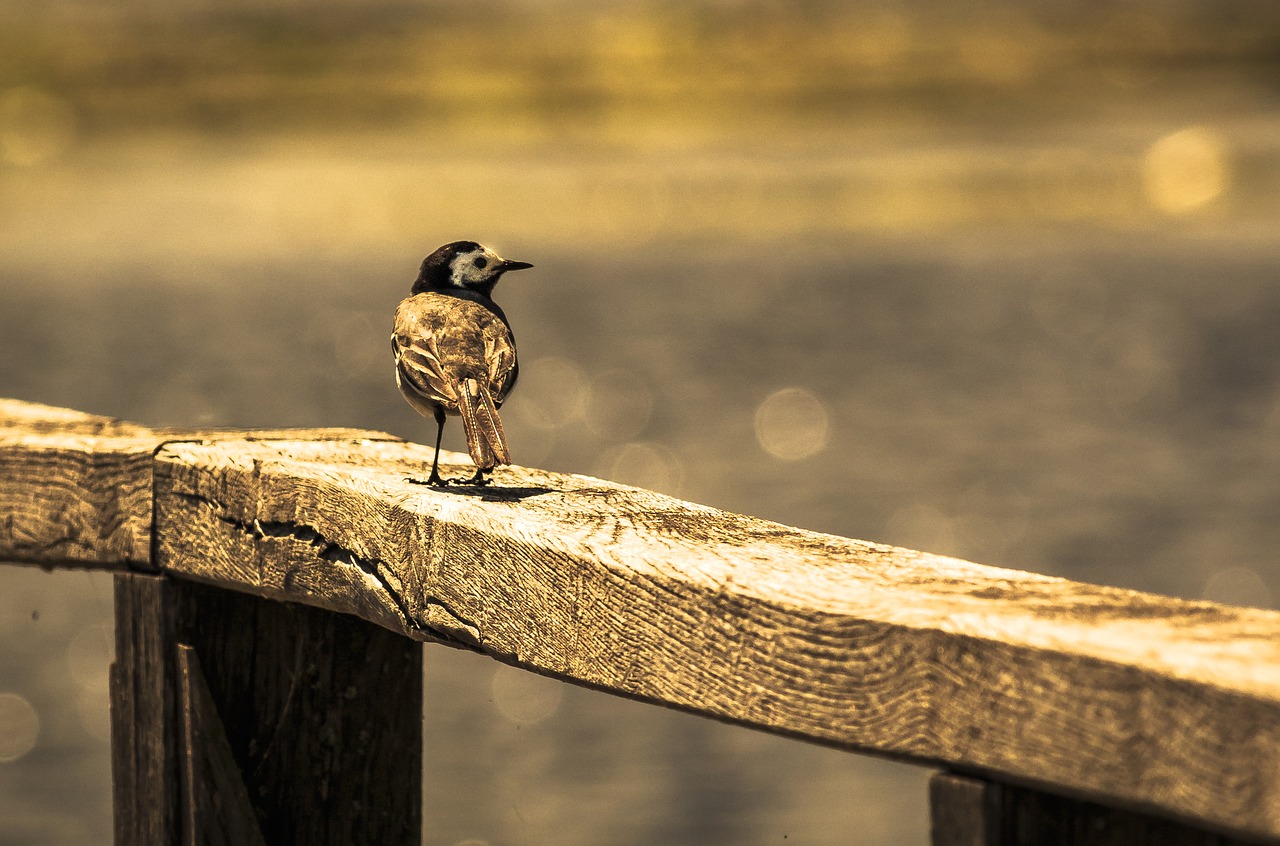 Image - bird on railing white wagtail