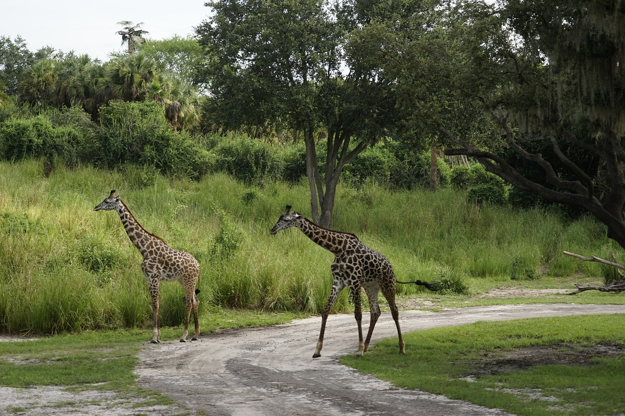 Image - animals giraffe safari wildlife