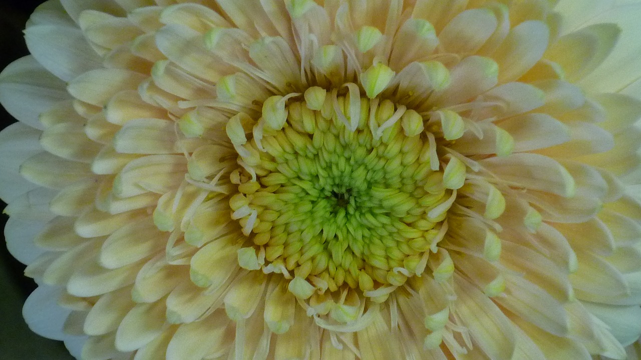 Image - gerbera flower large blossom bloom