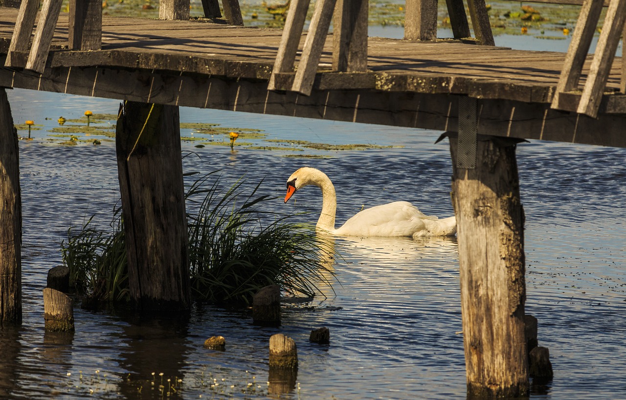 Image - swan lake spring lake bad buchau