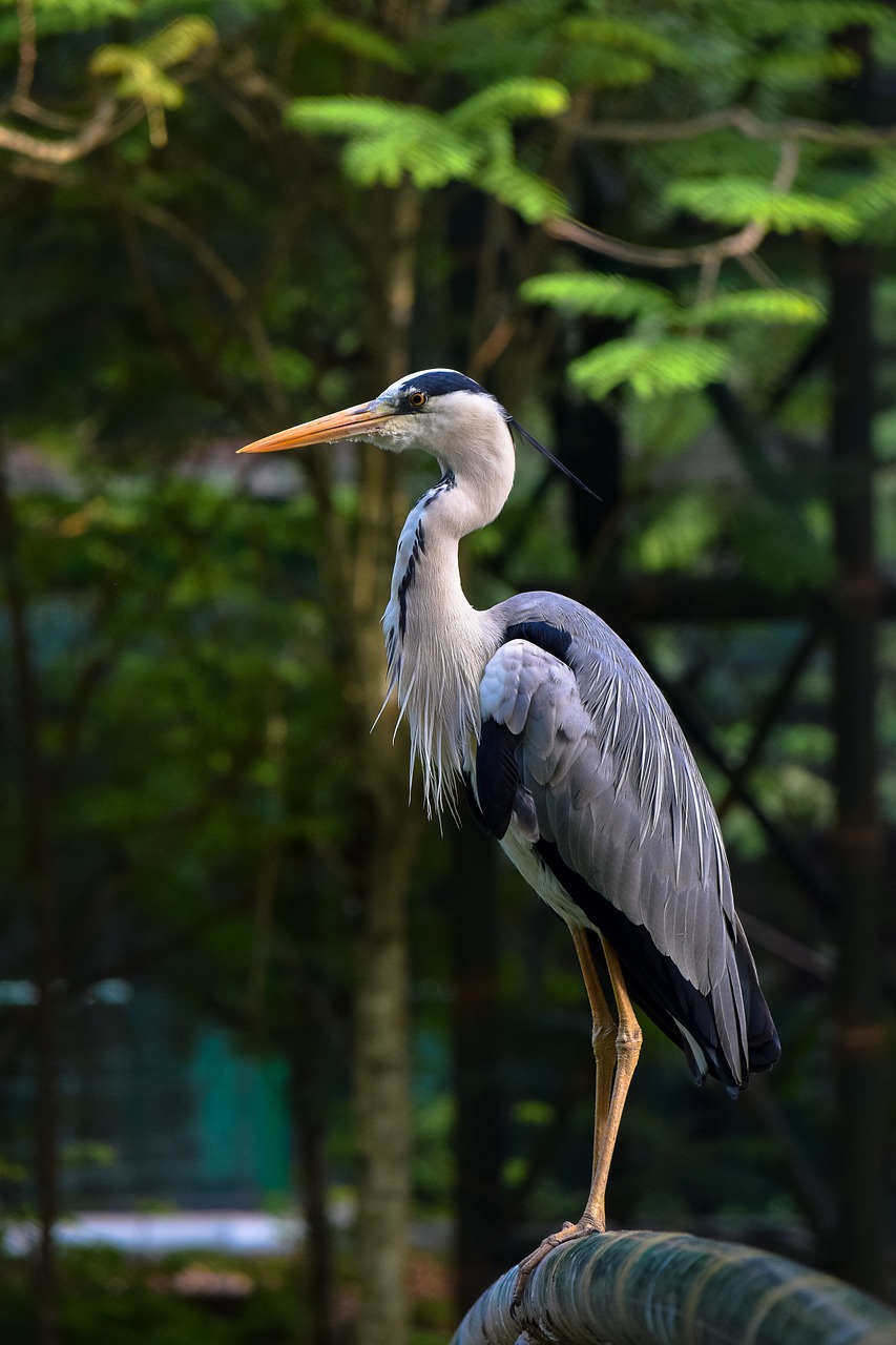 Image - stork bird wildlife nature