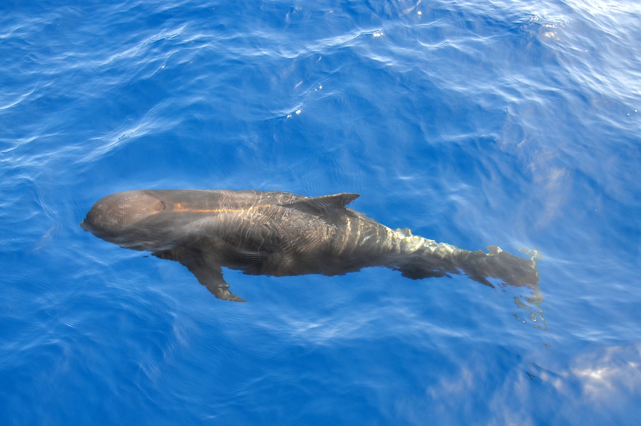 Image - wal pilot whale marine mammals