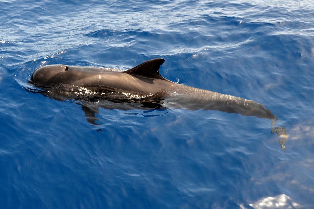 Image - wal pilot whale marine mammals
