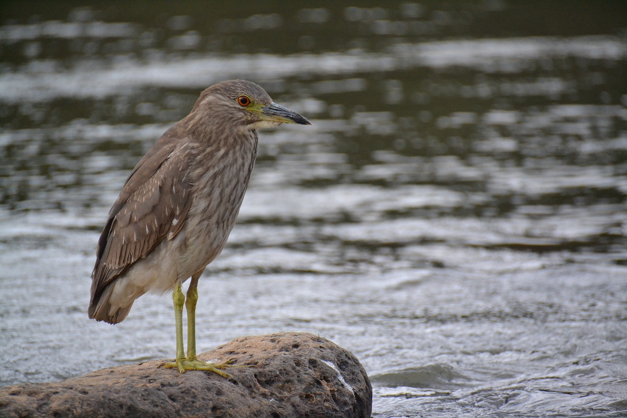 Image - birdie rio stone