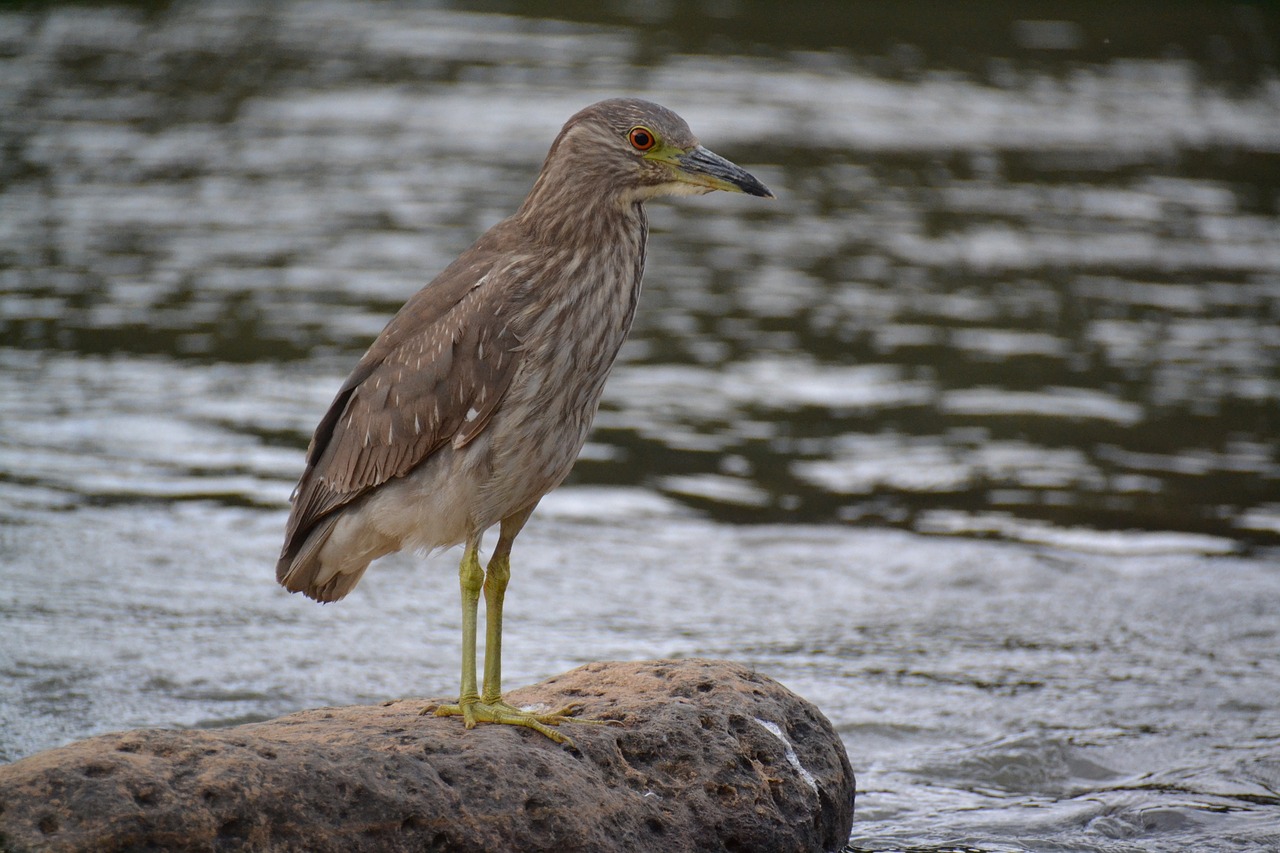 Image - birdie rio stone