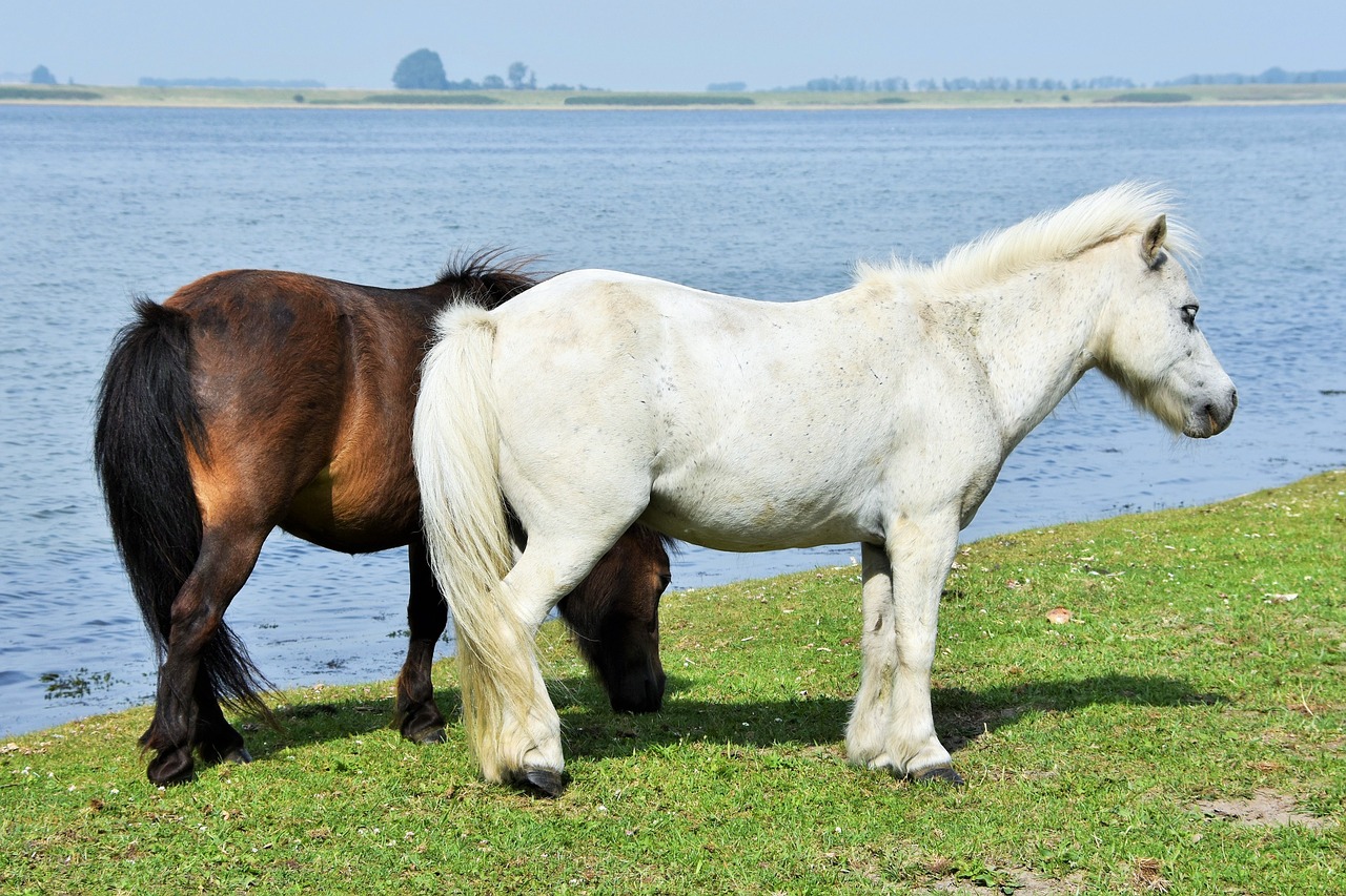 Image - horse pony shetland water pasture