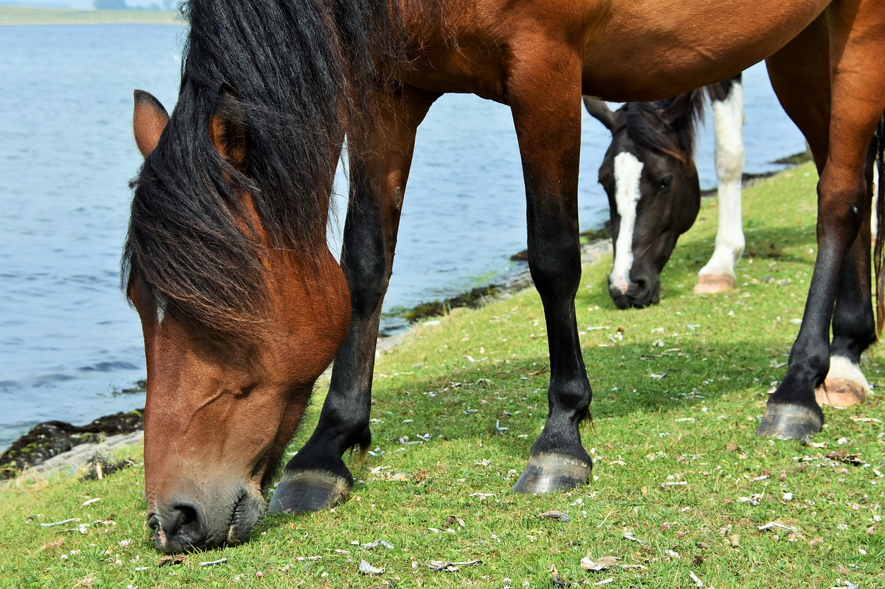 Image - horses browser moons pasture water