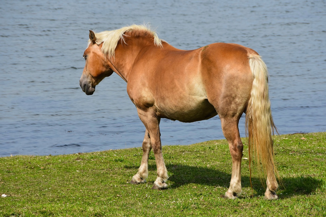 Image - horse pony haflinger pasture water