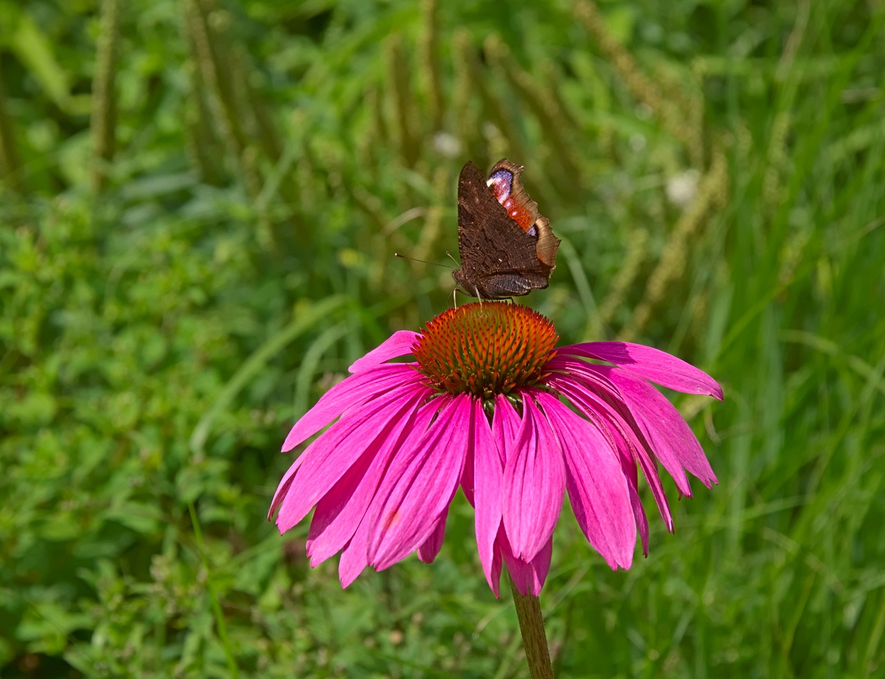 Image - flower pink blossom bloom close