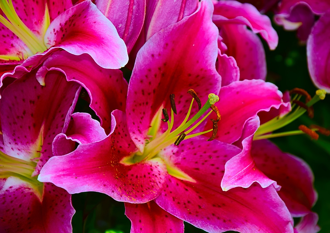 Image - lily daylily pistil pink close