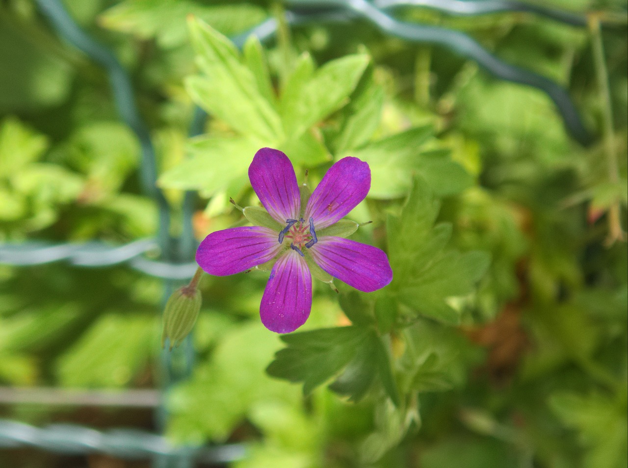 Image - marsh cranesbill geranium flower