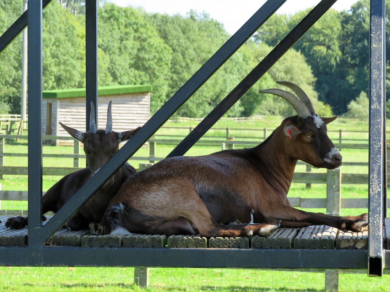 Image - goat brown farm animal sleep kid