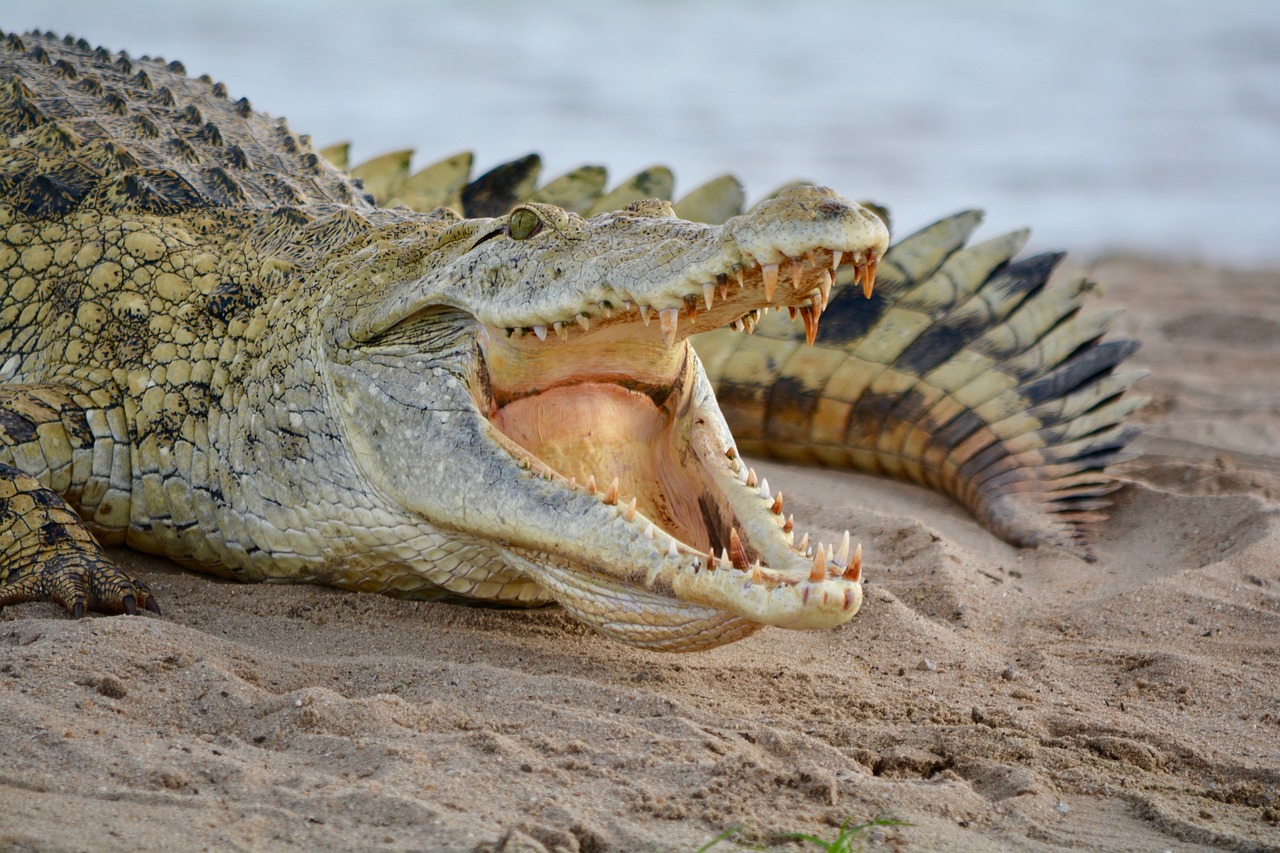 Image - crocodile africa natural park