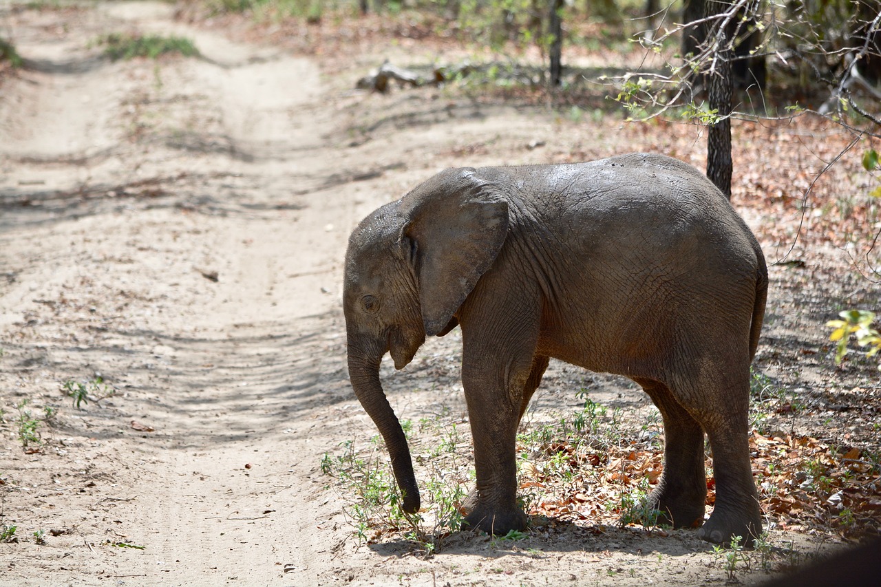 Image - elephant africa elephantine animals