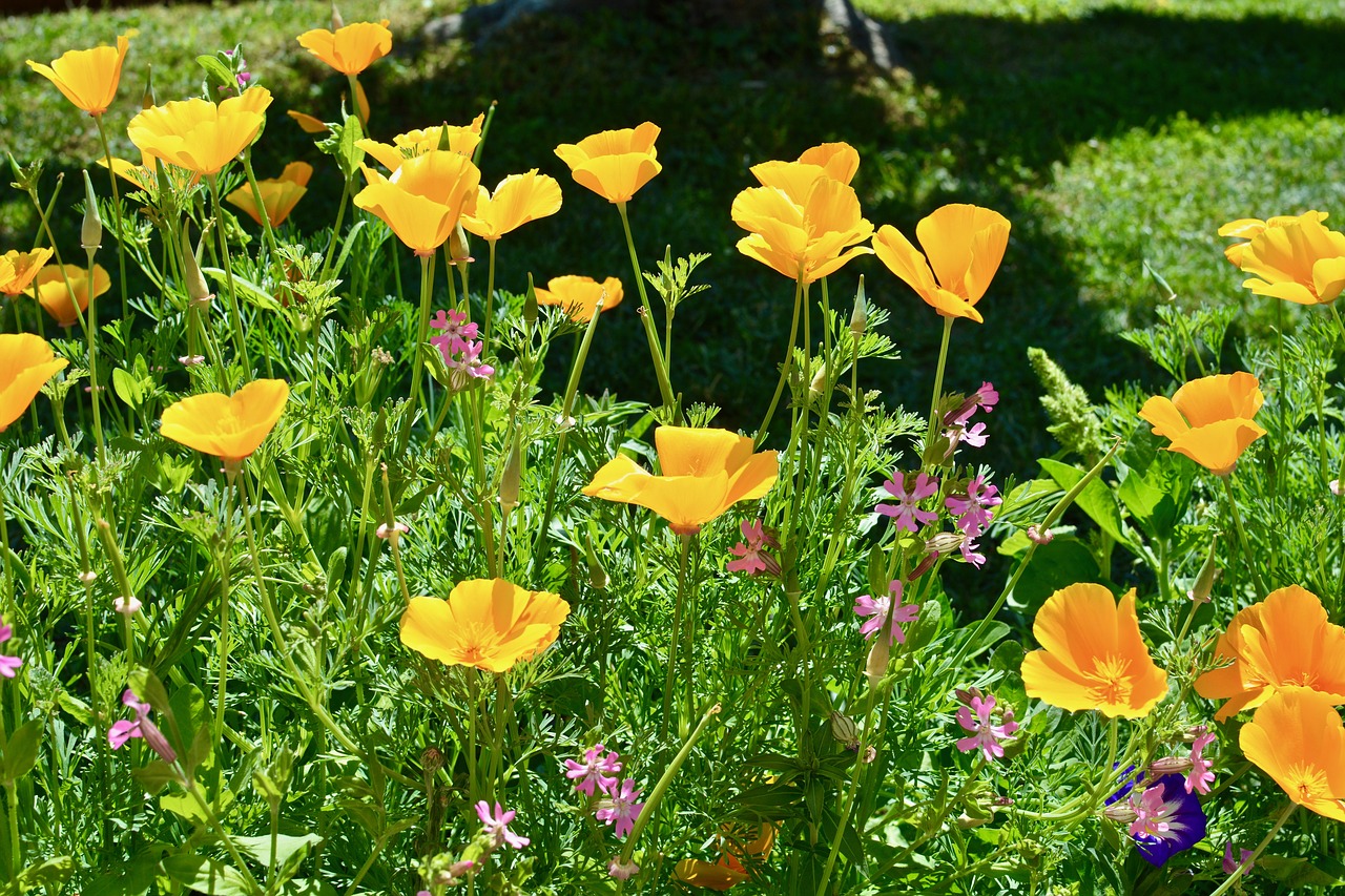 Image - flowers garden spring prato nature