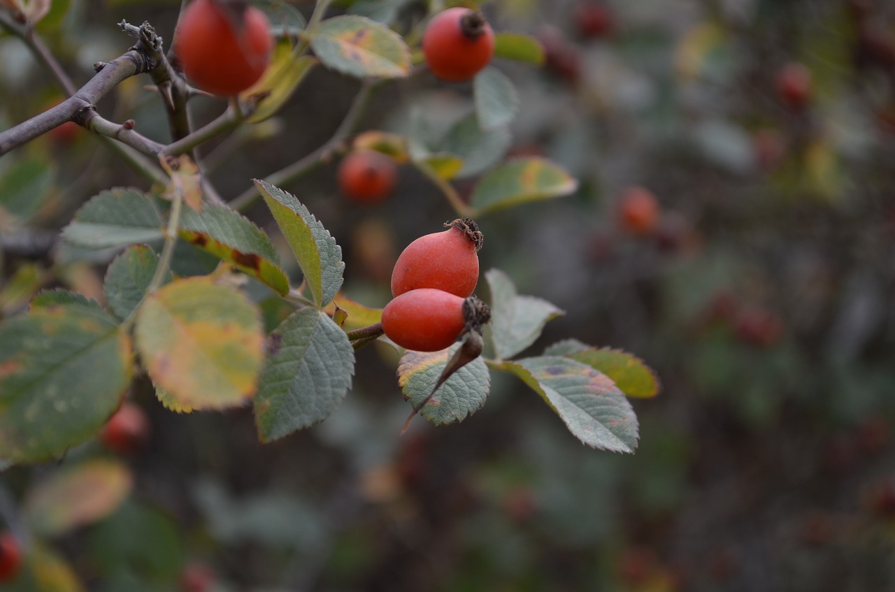 Image - rosehip cranberry green focus