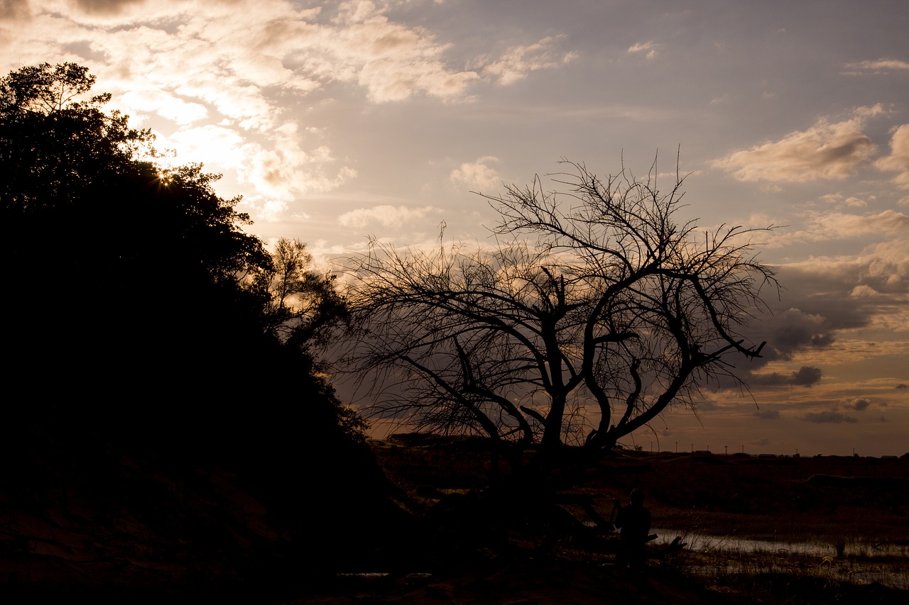 Image - backlight branches desert sky