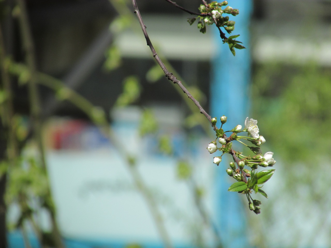 Image - cherry aqil tree branch