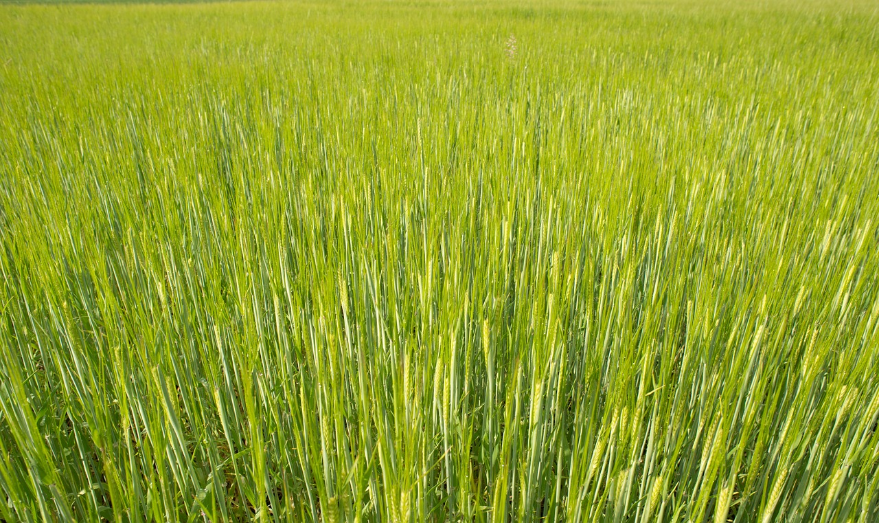 Image - fresh wheat green landscape nature