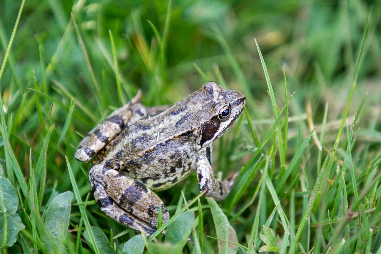 Image - frog grass gerardo