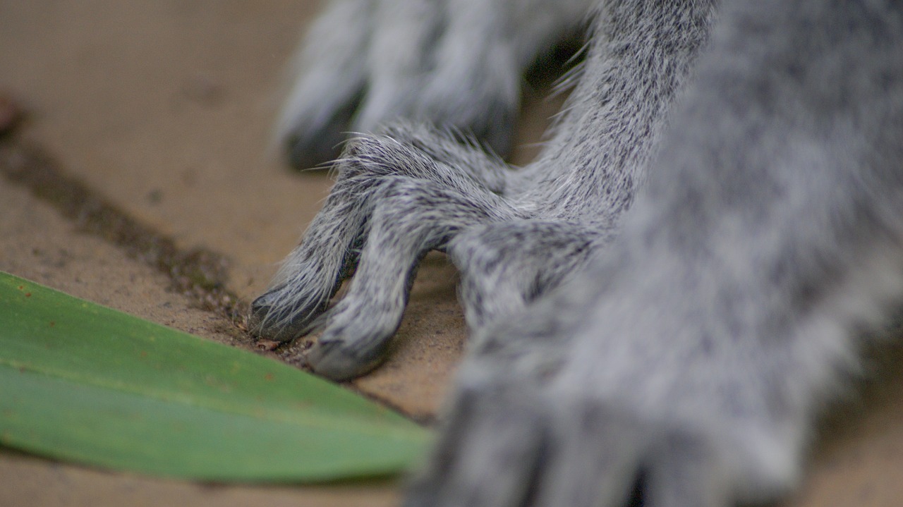 Image - spider paw macro hairy animal bug