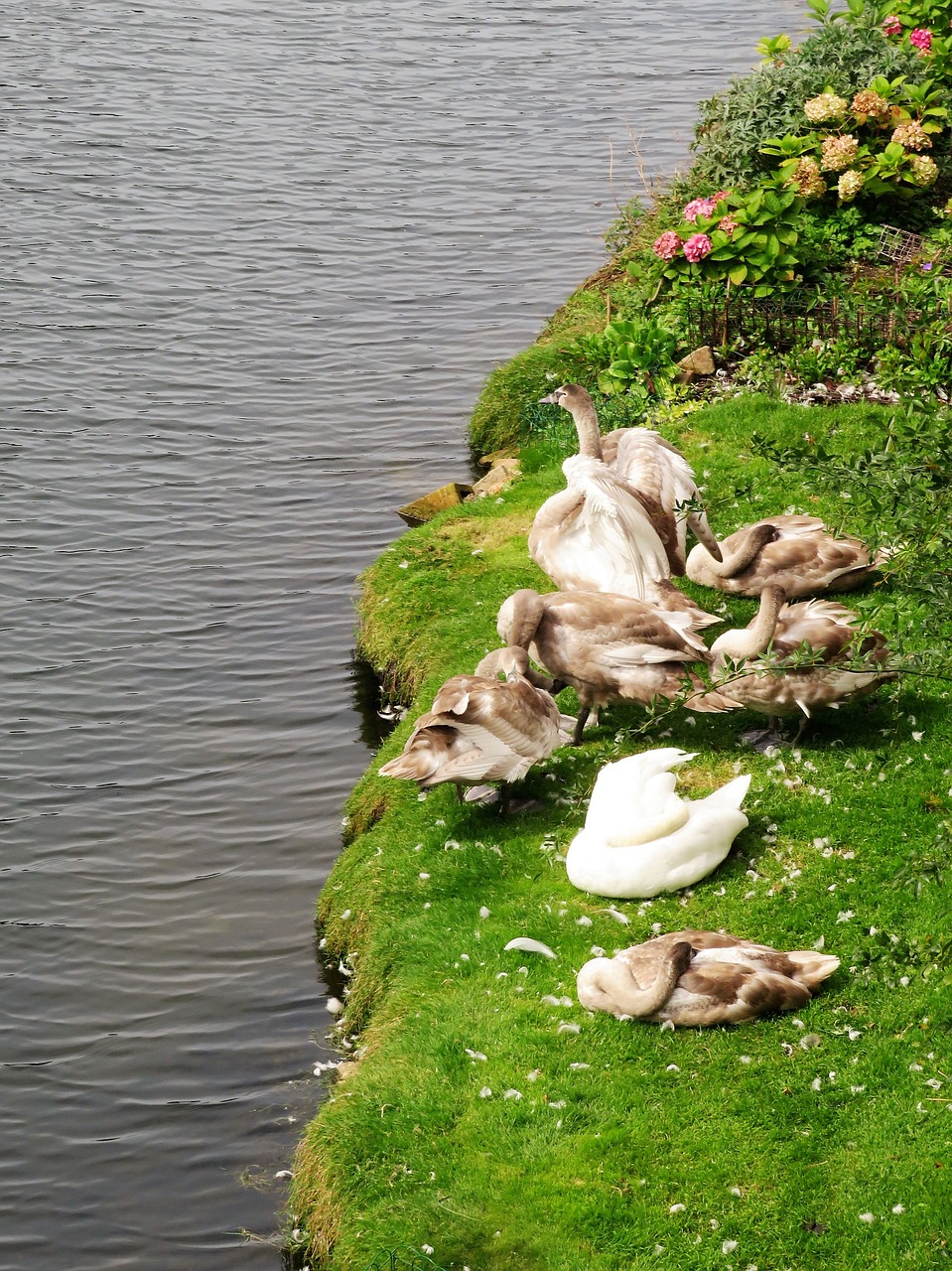 Image - swan cygnets river group wildfowl