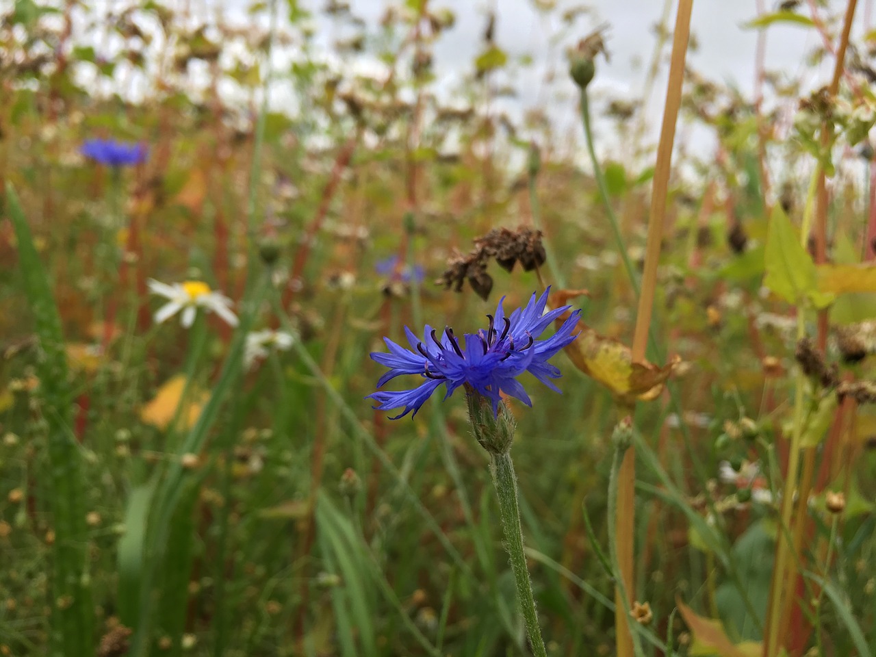 Image - cornflower field blue summer